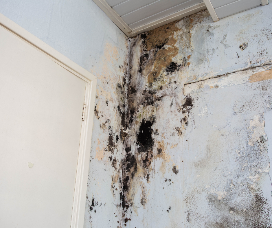 mold on wall in home