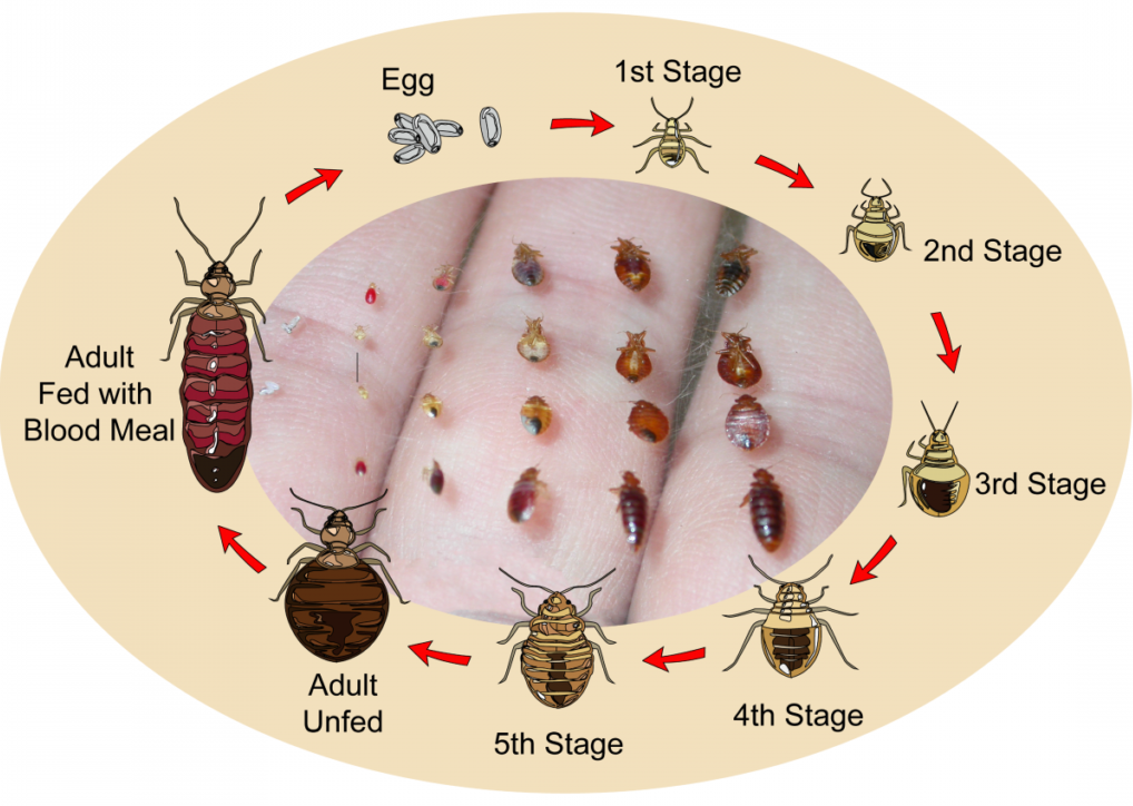 Bed Bug Life Stages.