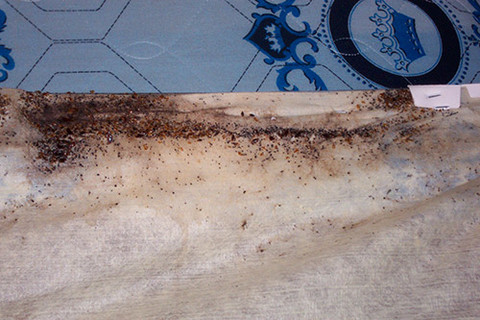 Bed Bugs on Box Spring.