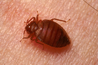 Tiny Travelers, Big Headaches: A Guide to Bed Bug Awareness